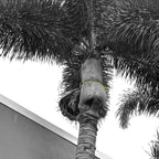 Palm Tree Safety Strap for Palm Fronds 5 ft - 10 Pack