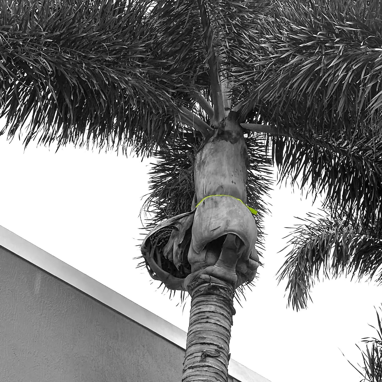 Palm Tree Safety Strap for Palm Fronds 5 ft - 10 Pack