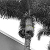 5 ft "Palm Master" Troy Belt - 1 Unit