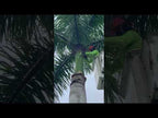 Palm Tree Safety Strap for Palm Fronds 5 ft - 10 Pack